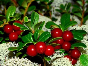 Cowberry: nyttige egenskaper av bær og kontraindikasjoner til forbruk