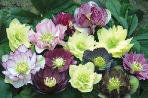 Instructions for the use of the hellebore of the Caucasus for weight loss - reviews of doctors